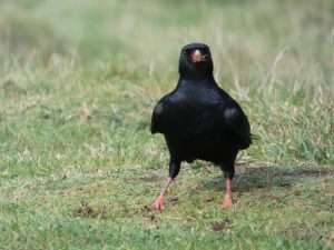 Chough at St Catherine’s Tor Hartland by Joe Newberry on October 31 2022