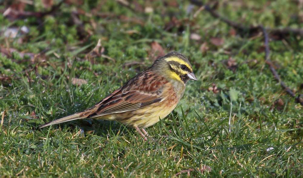 Cirl Bunting by Christopher Lake at Broadsands