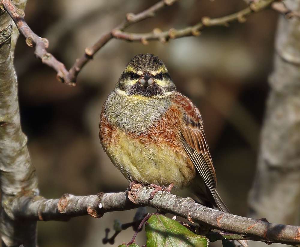 Cirl Bunting by Christopher Lake at Broadsands