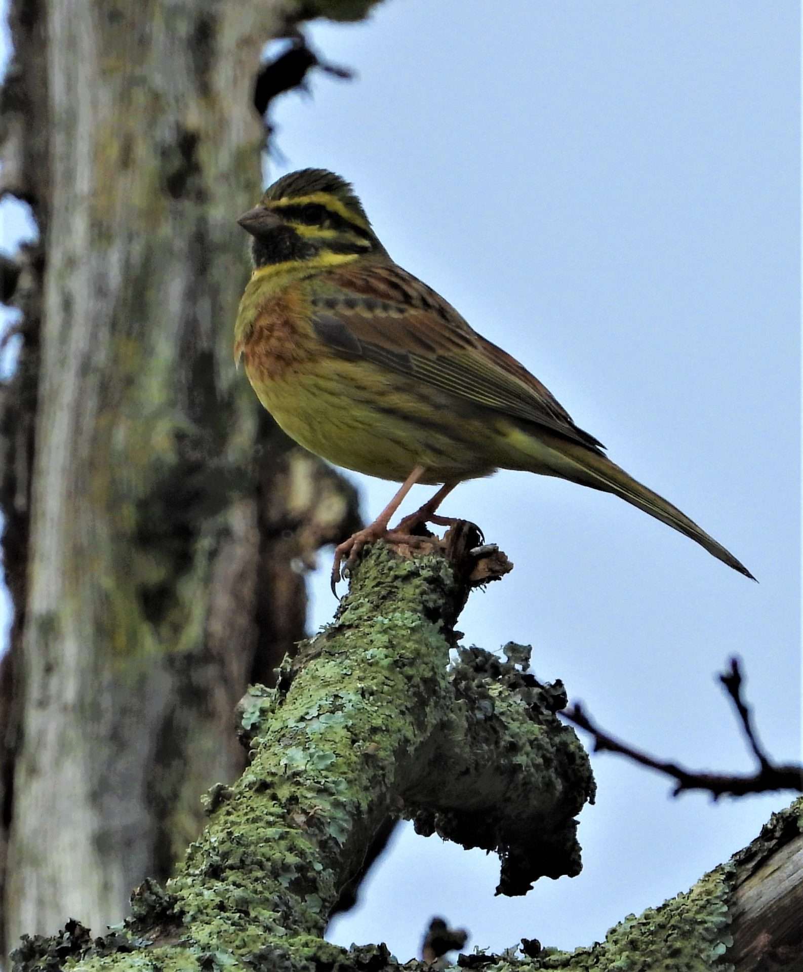 Cirl Bunting by Kenneth Bradley at Combe cellars