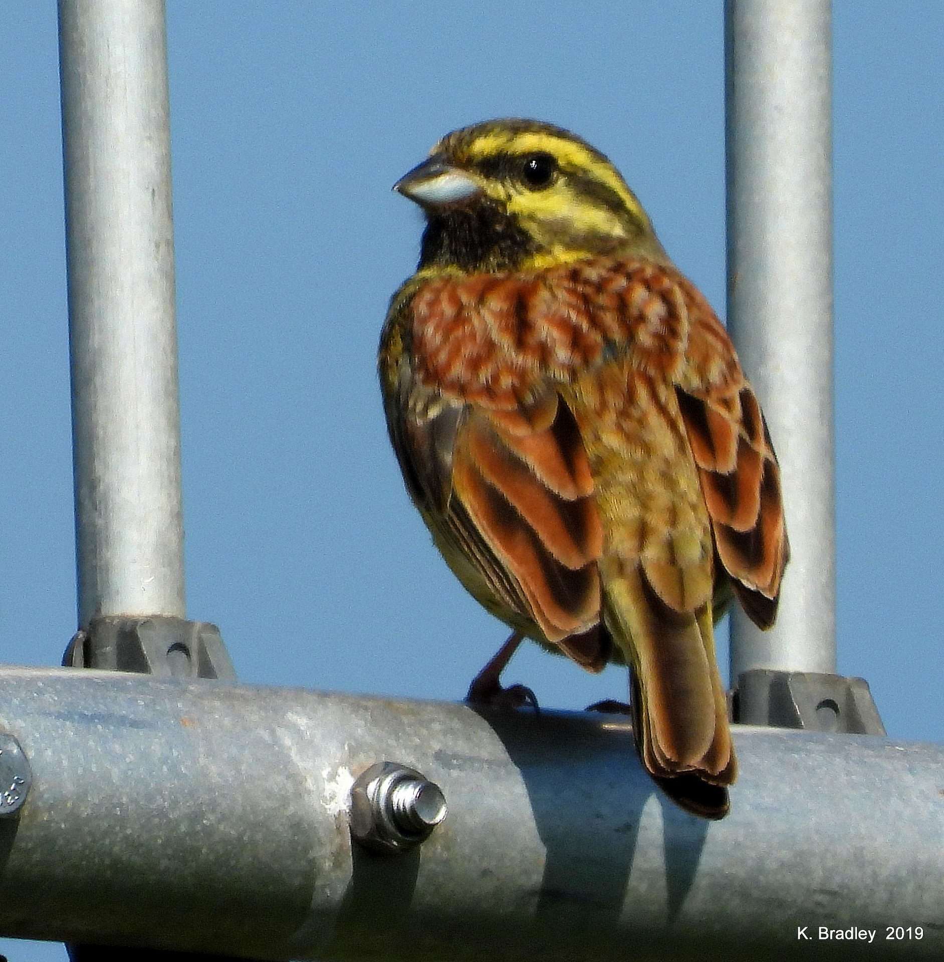 Cirl Bunting by Kenneth Bradley at Combeinteignhead