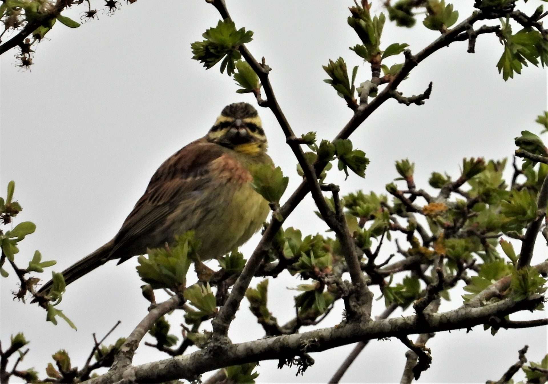 Cirl Bunting by Kenneth Bradley at Haccombe