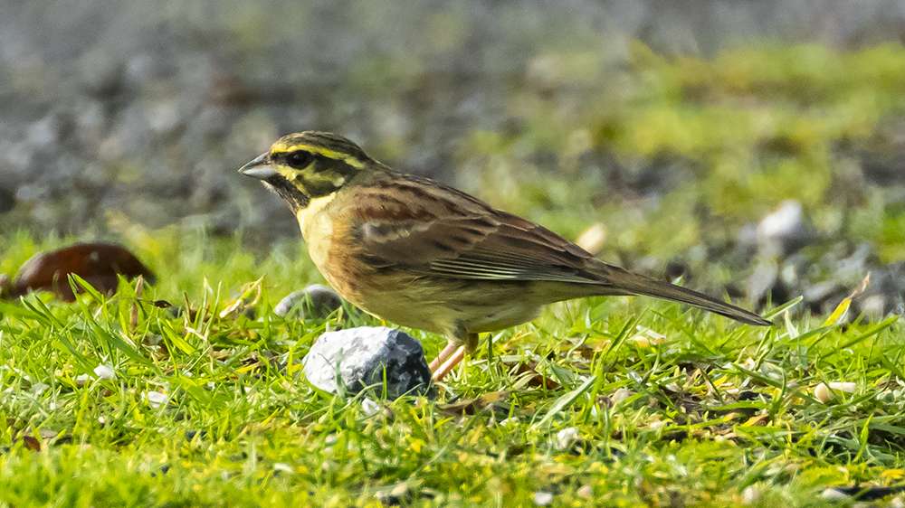 Cirl Bunting by Nick de Cent at Broadsands