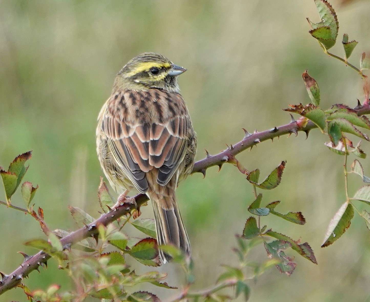 Cirl Bunting by Paul Howrihane at Berry Head