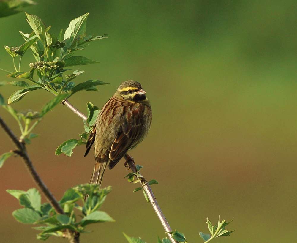 Cirl Bunting by Steph Murphy at