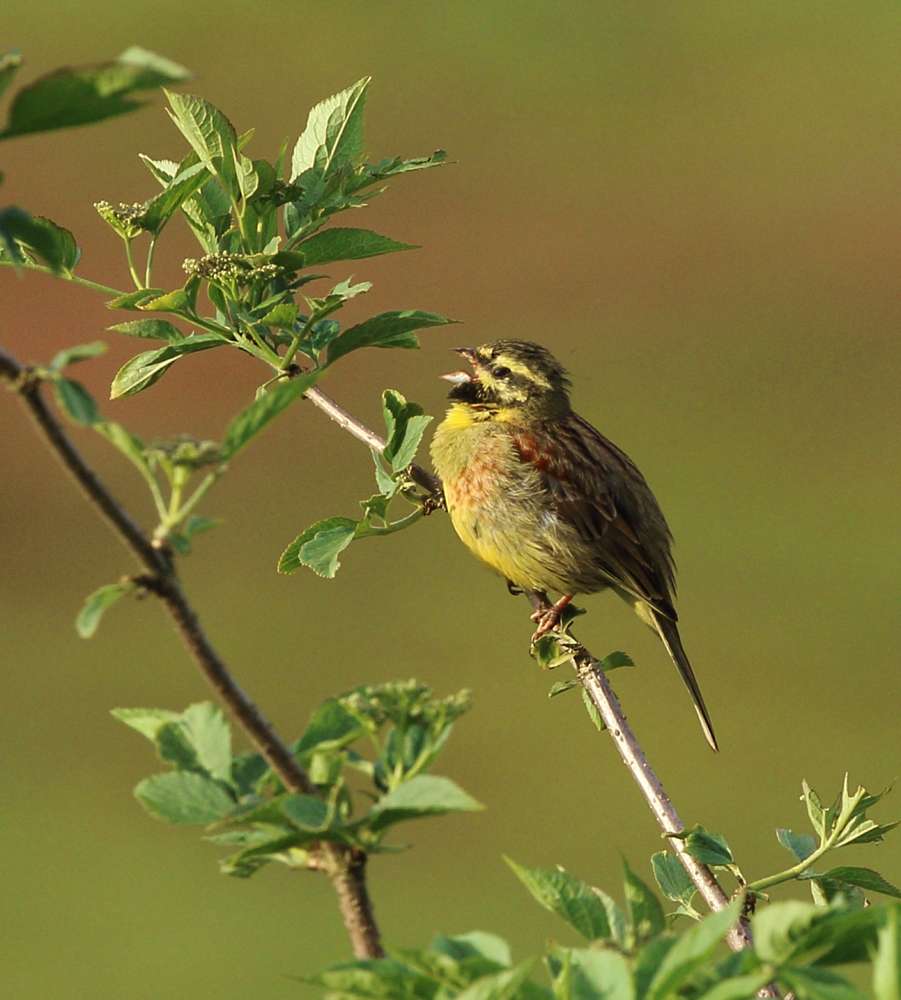 Cirl Bunting by Steph Murphy at