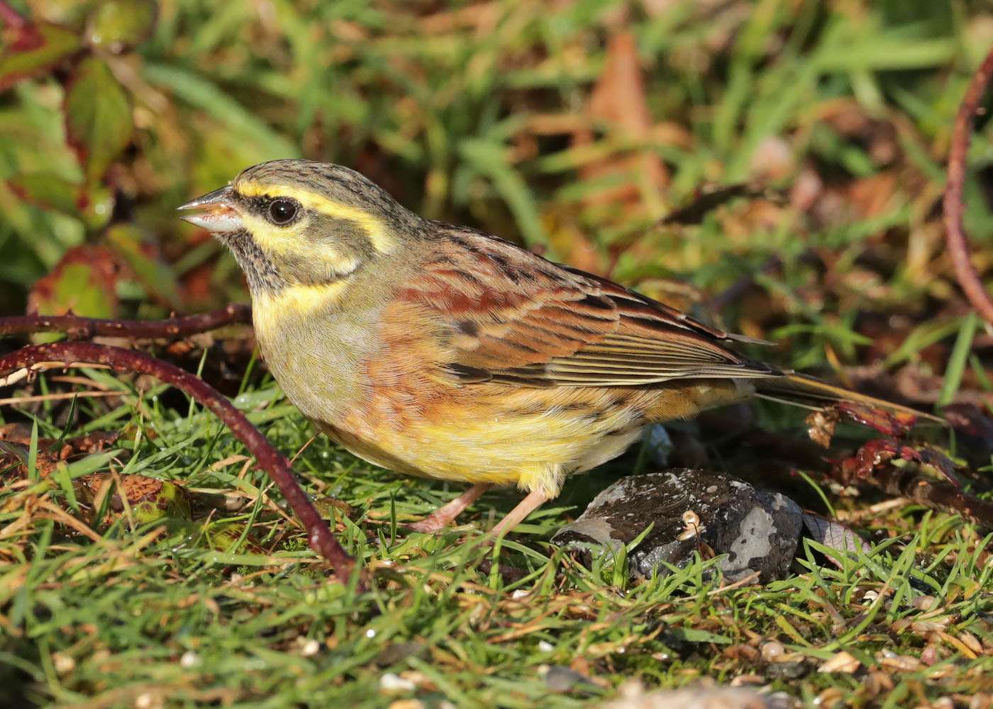 Cirl Bunting at Broadsands by Steve Hopper - Devon Birds