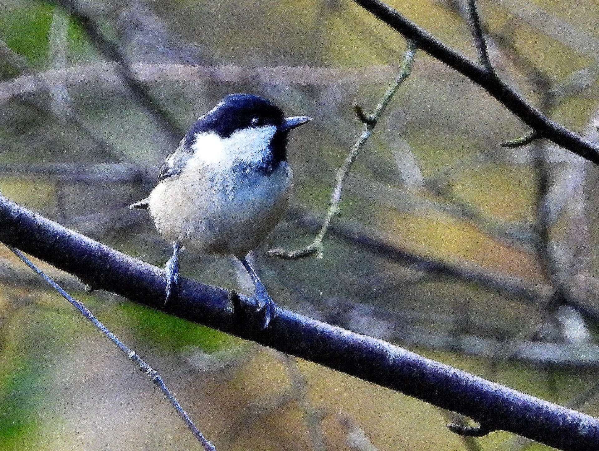 Coal Tit by Kenneth Bradley at Ideford Common