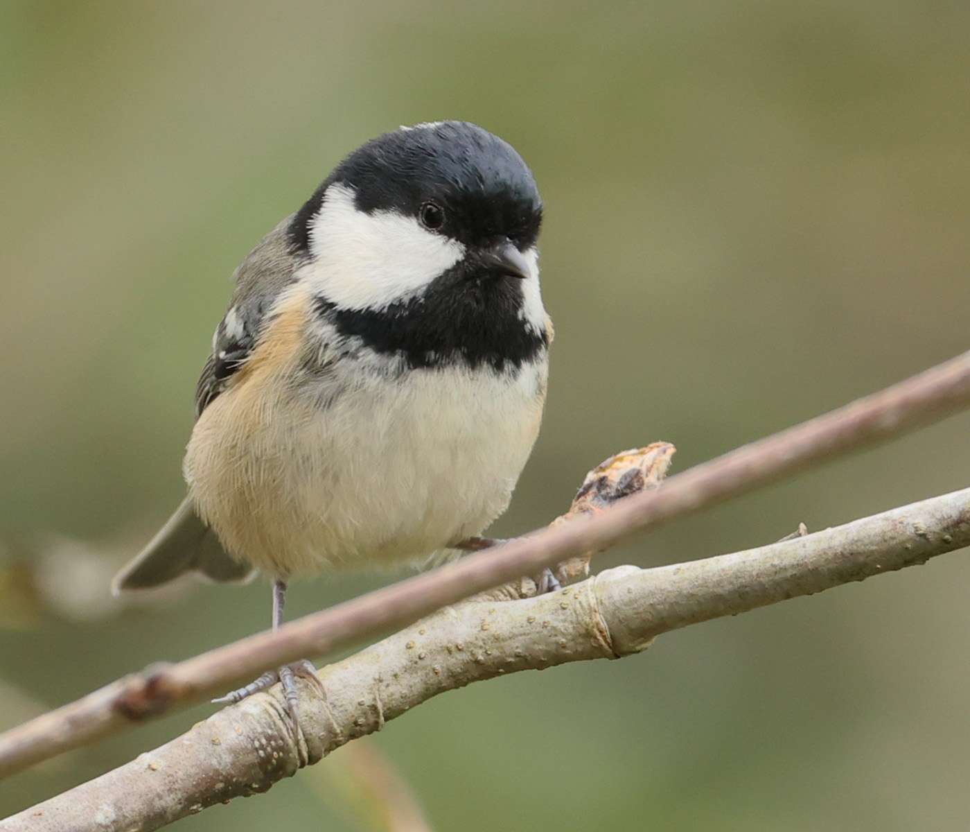 Coal Tit by Steve Hopper at South Brent