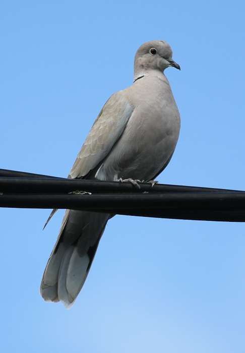 Collared Dove by Alan Livsey at Aveton Gifford