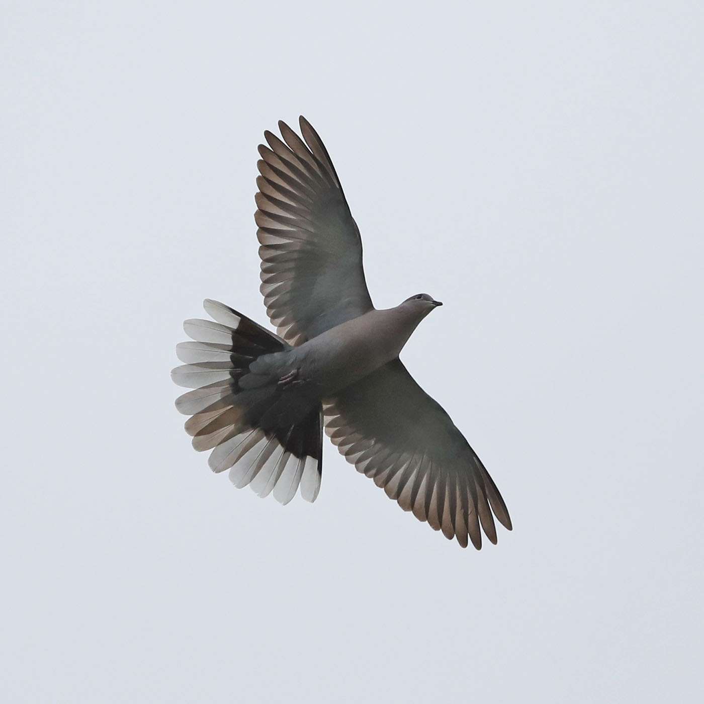 Collared Dove by Steve Hopper at South Brent