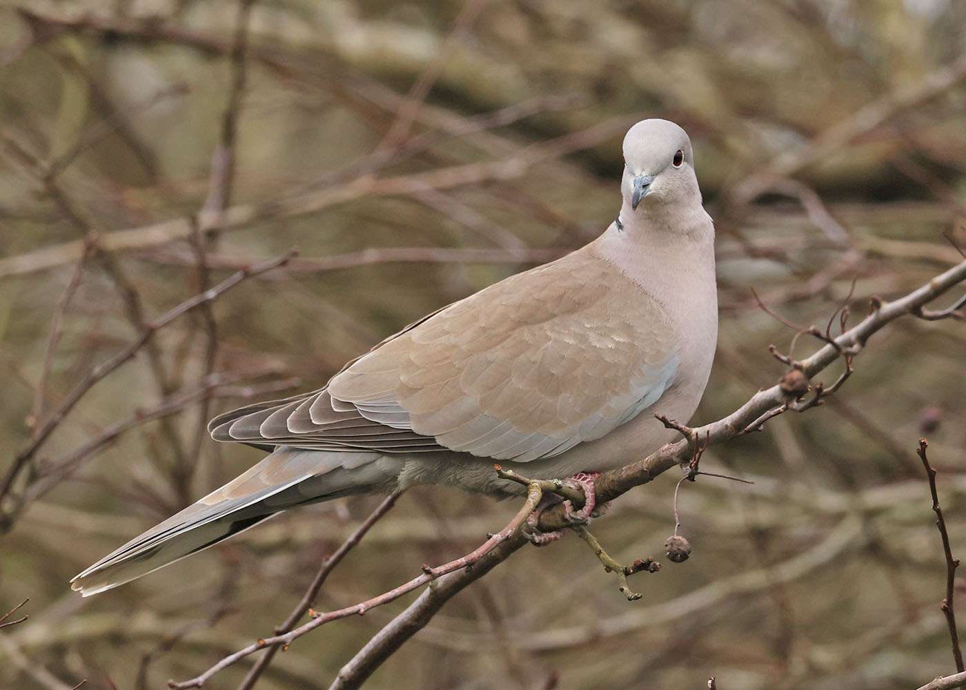 Collared Dove by Steve Hopper at South Brent