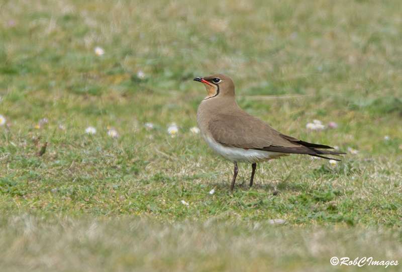 Collared Pratincole by Rob Cross at Northam Burrows