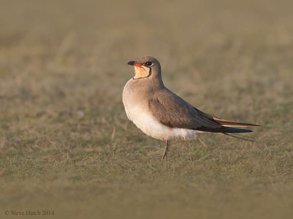 Collared Pratincole by Steve Hatch at Northam Burrows