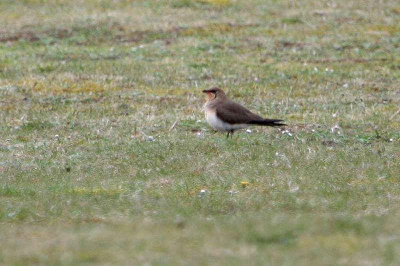 Collared Pratincole by Tom Gale at Northam Burrows
