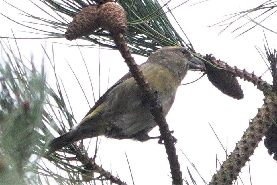 Common Crossbill by John Reeves at Bicton Common