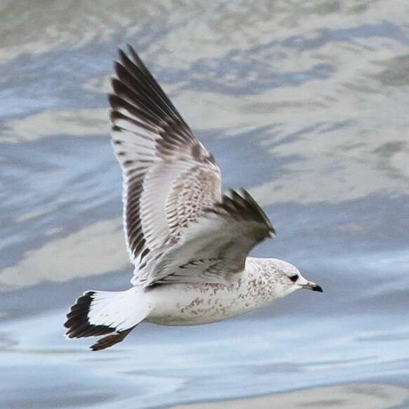 Common Gull by Paul Treen at Hope's Nose