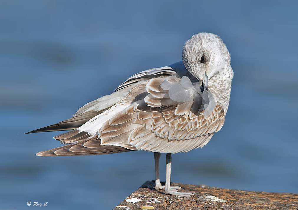 Common Gull by Roy Churchill at Wrafton