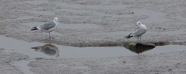 Common Gull by Steve Hopper at Exe Estuary Powderham
