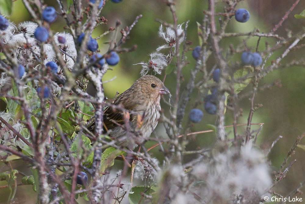 Common Rosefinch by Christopher Lake at Froward Point