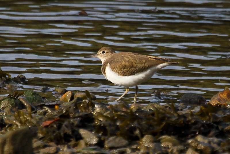 Common Sandpiper by Alan Livsey at River Plym.