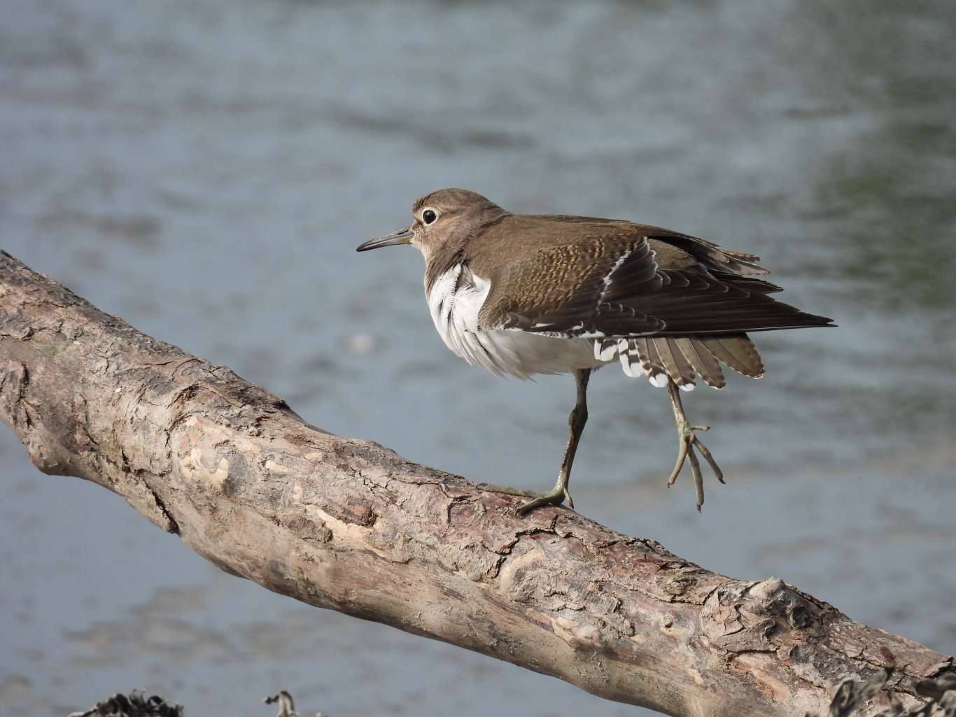 Common Sandpiper by Elizabeth Mulgrew at Saltram