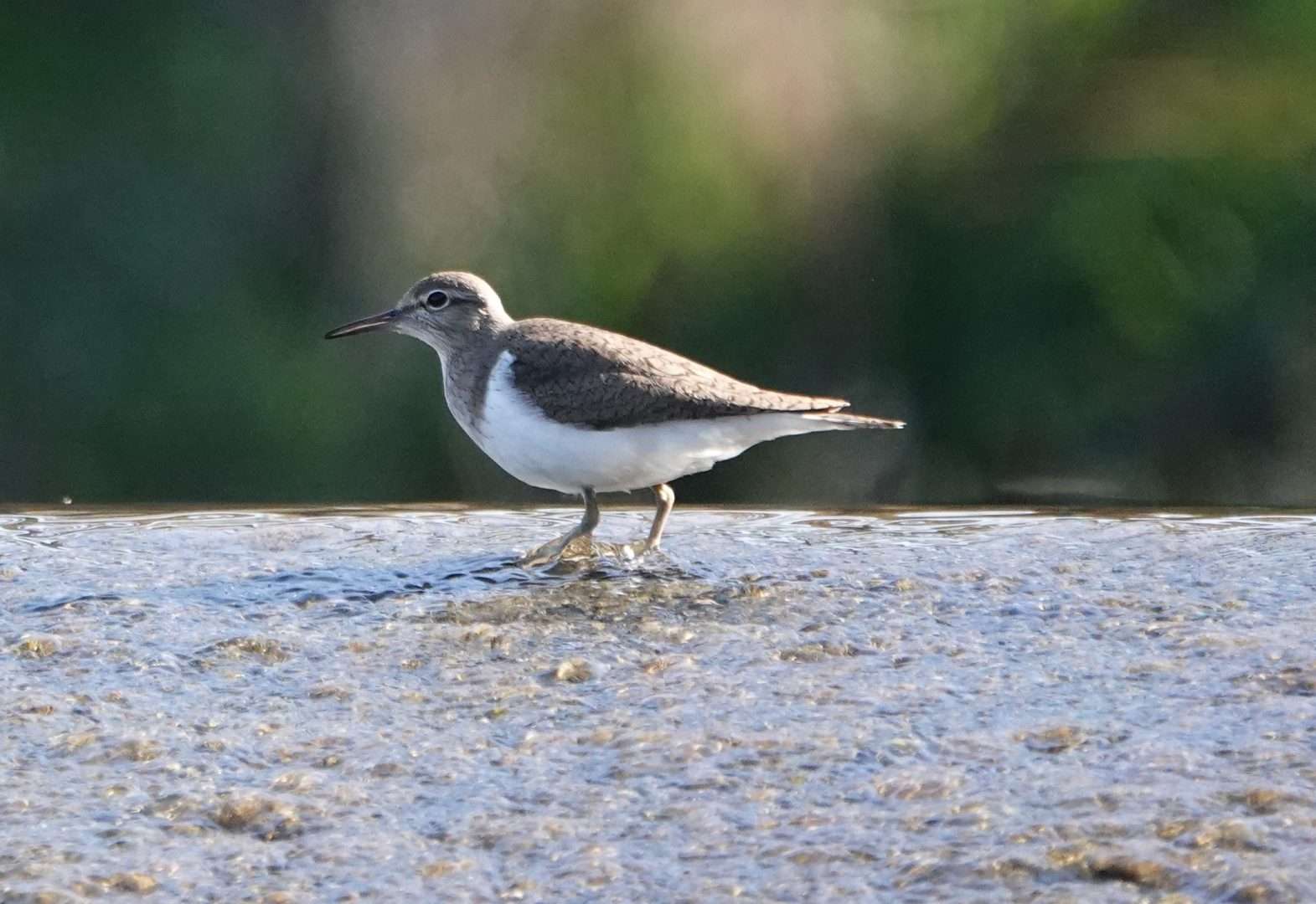Common Sandpiper at Lower Tamar Lake by Paul Howrihane - Devon Birds