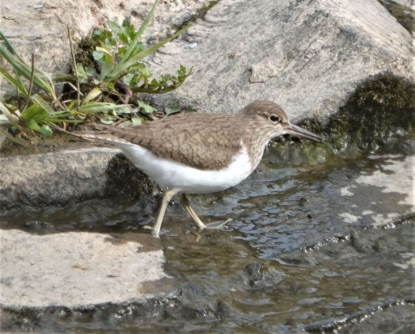 Common Sandpiper at Lower Tamar Lake by Paul Howrihane - Devon Birds