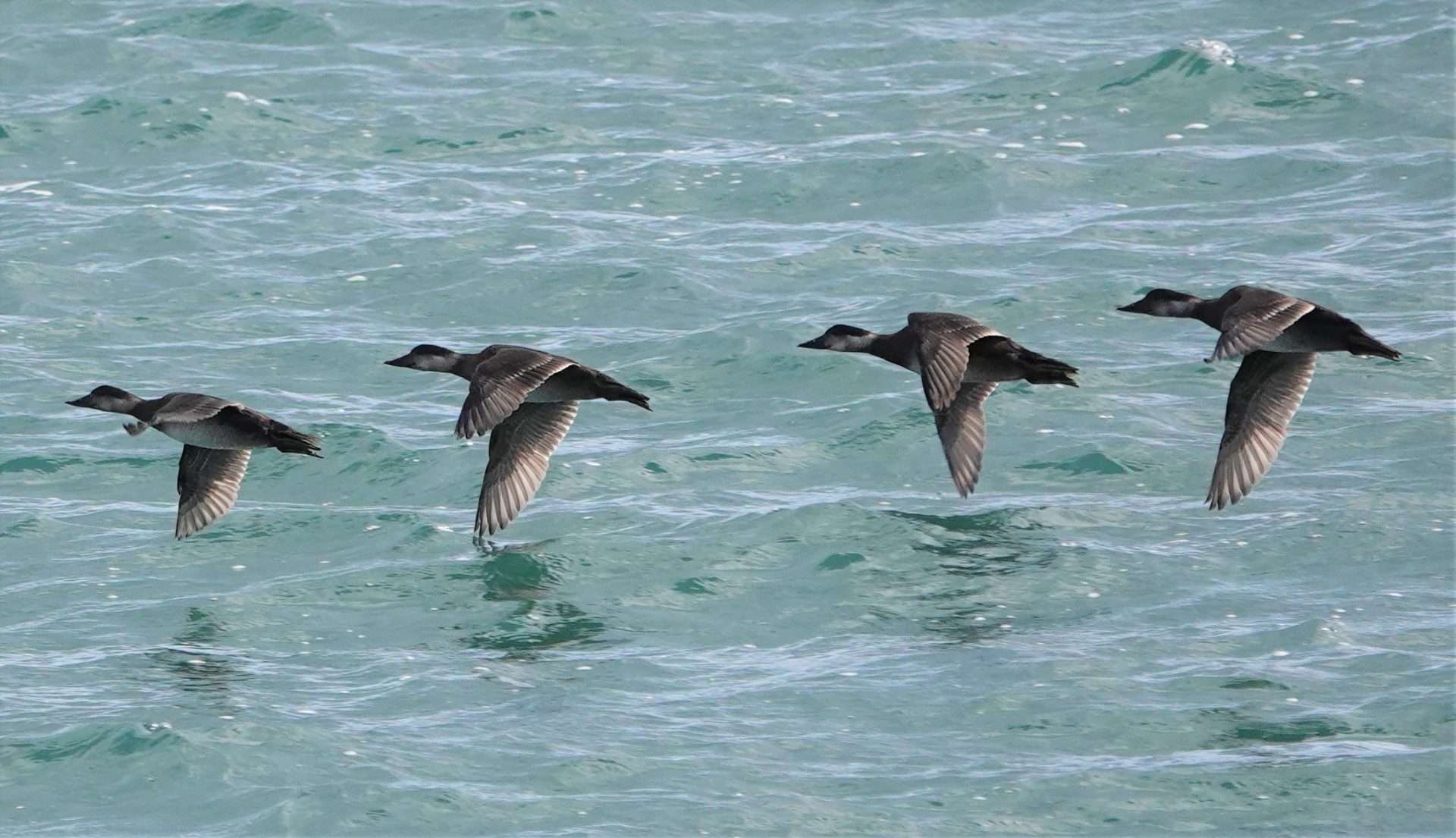 Common Scoter by Paul Howrihane at Exmouth