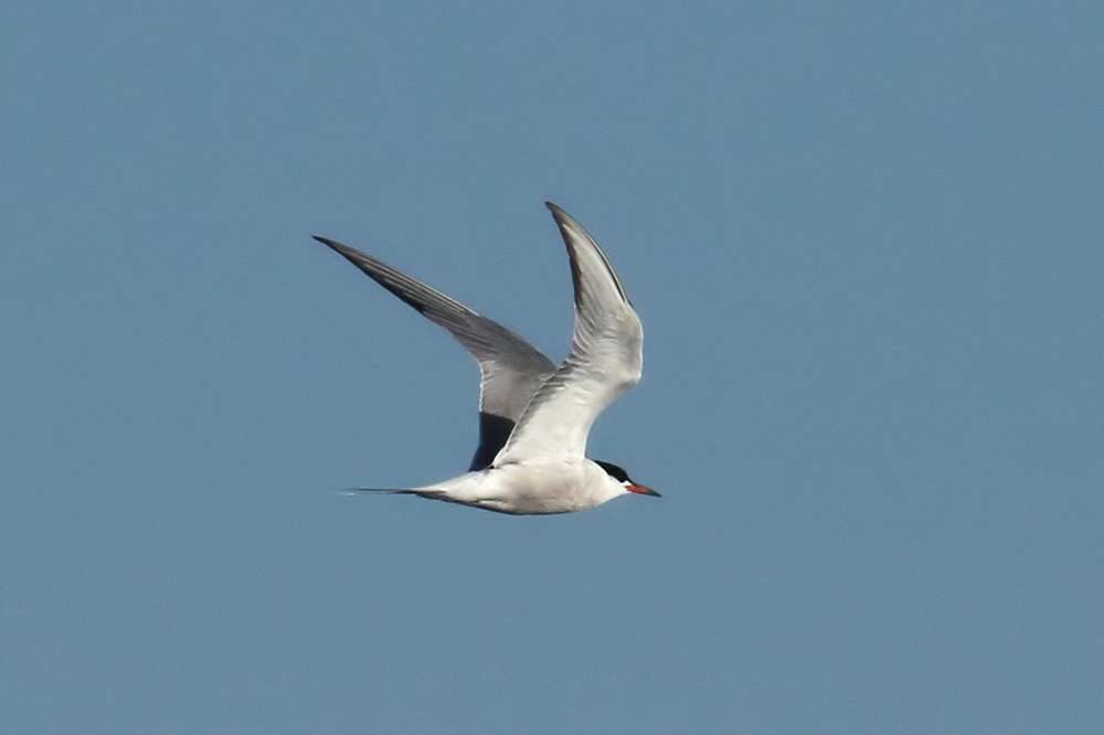 Common Tern by Chris Proctor at Brixham