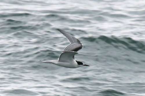 Common Tern by Chris Proctor at Hope Nose