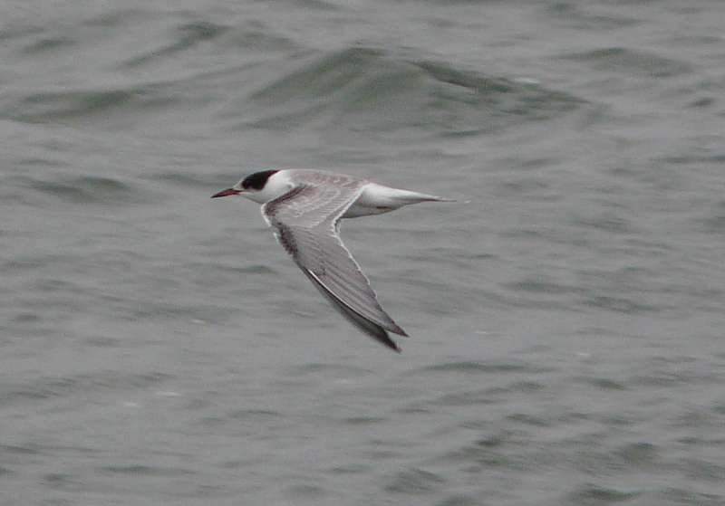Common Tern by Matt Knott at Exmouth