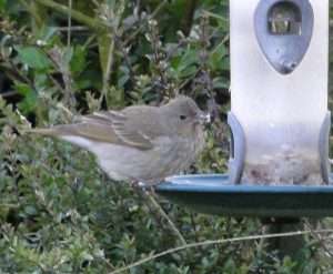 Common Rosefinch at Princetown by Mike Daniels on May 23 2012