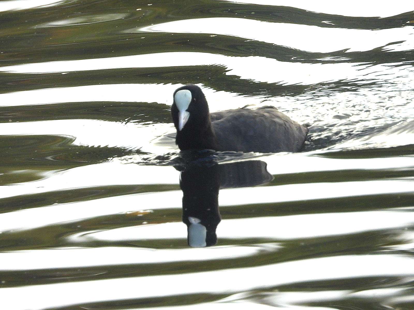Coot by Kenneth Bradley at Stover Park