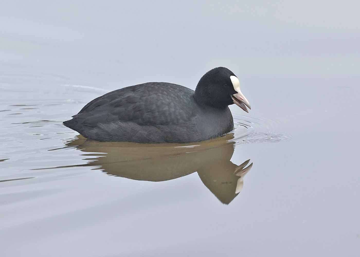 Coot by Steve Hopper at Stover CP