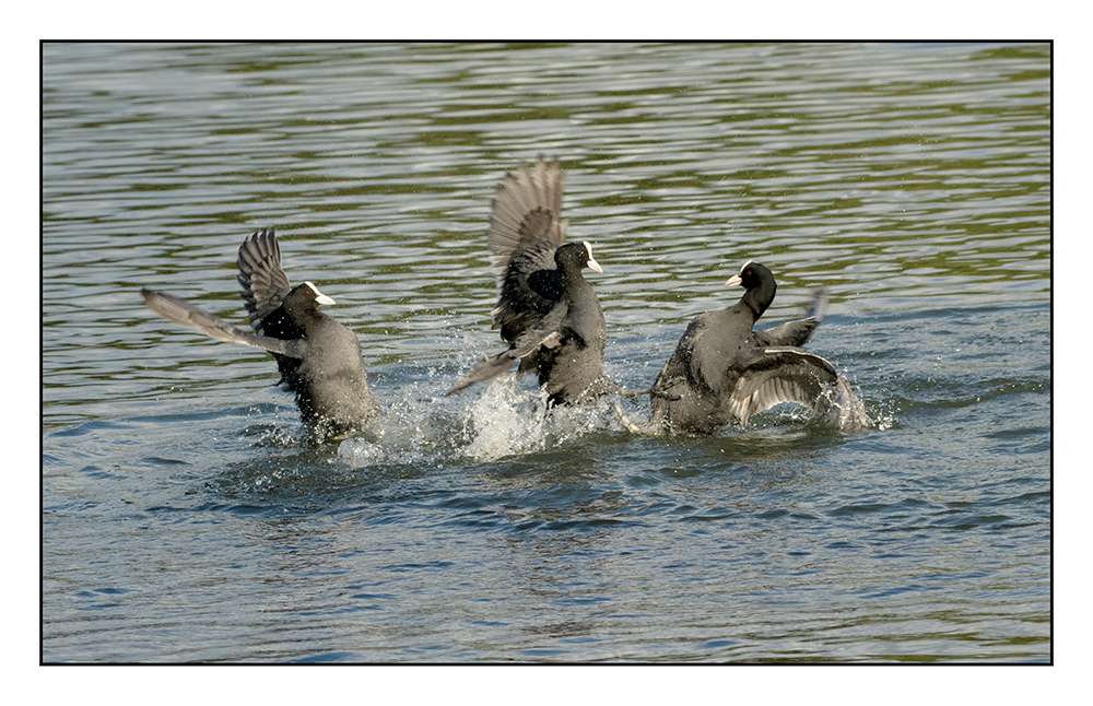 Coots by Ron Champion at Stover C.P.
