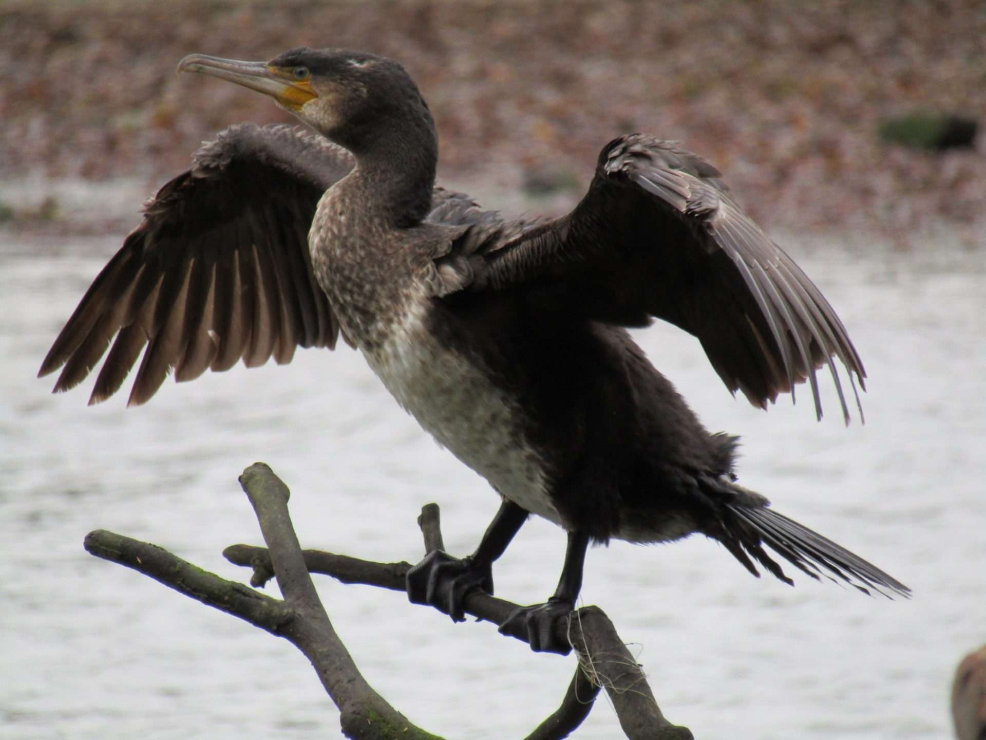 Cormorant by Elizabeth Mulgrew at River Plym