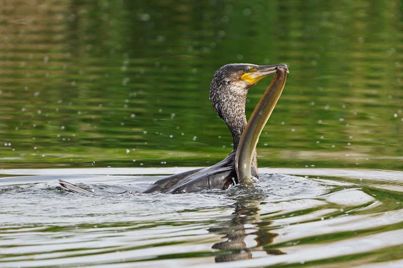 Cormorant by Keith McGinn at Exeter canal