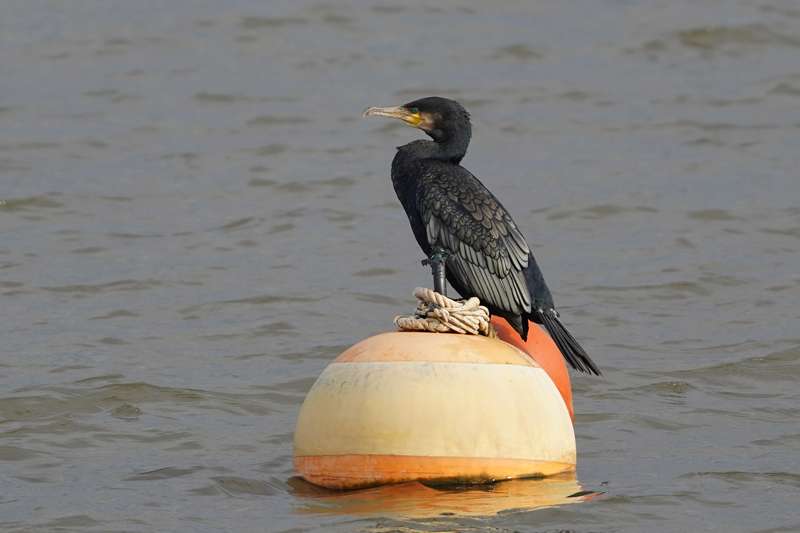 Cormorant by Keith McGinn at River Exe