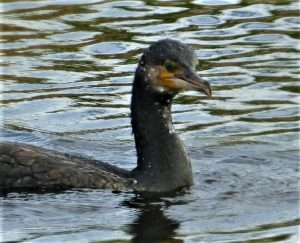 Cormorant at Exminster marshes RSPB by Kenneth Bradley on October 28 2022