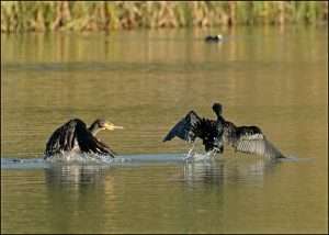 Cormorant at Stover C.P. by Ron Champion on November 4 2022
