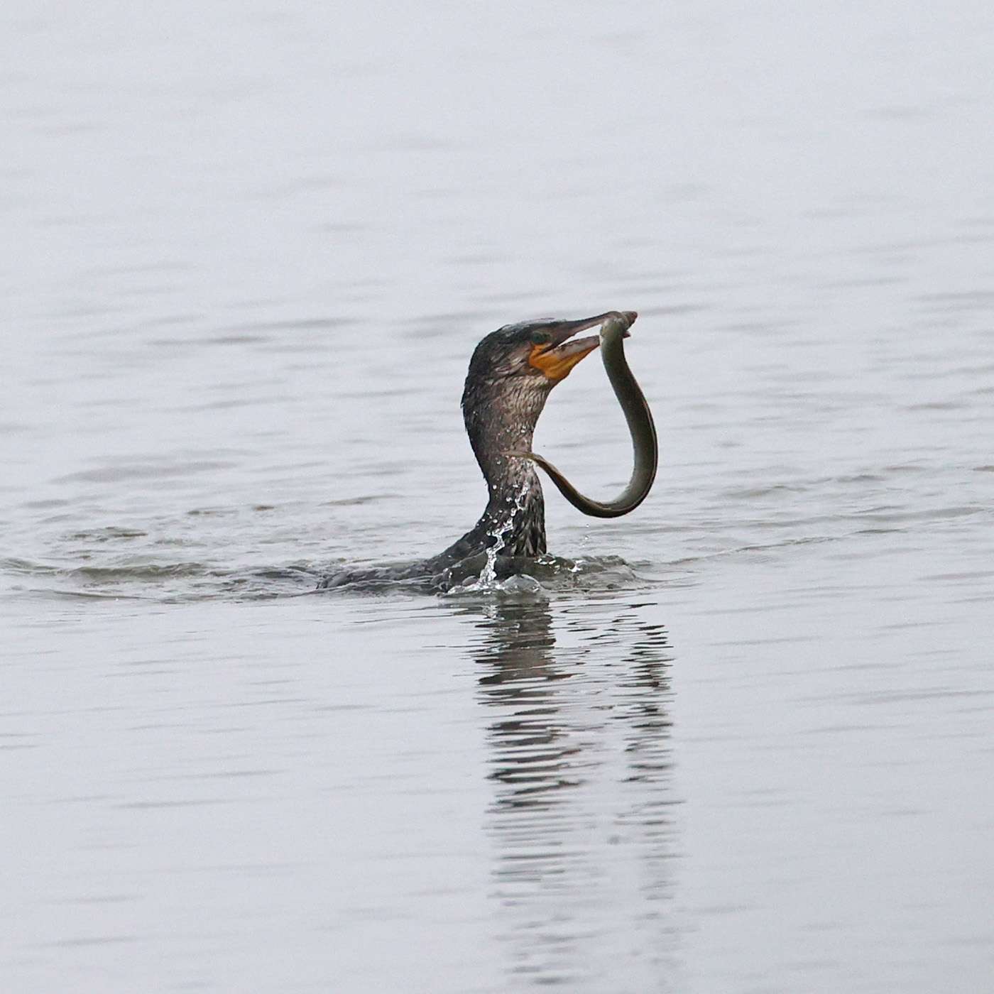 Cormorant by Steve Hopper at Exe estuary