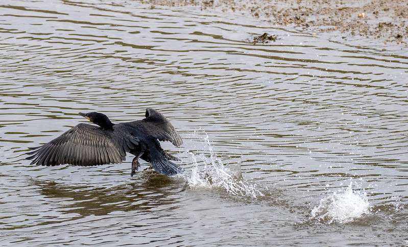 Cormorant by Wayne Emery at River Plym