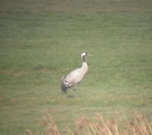 Crane at Colyford Marsh by Steve Waite on April 2 2012