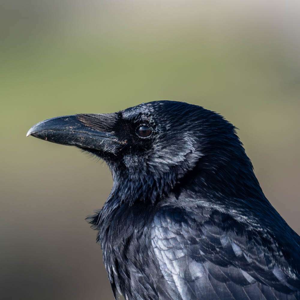 Crow by Andrew D Barnes at Berry Head Nature Reserve