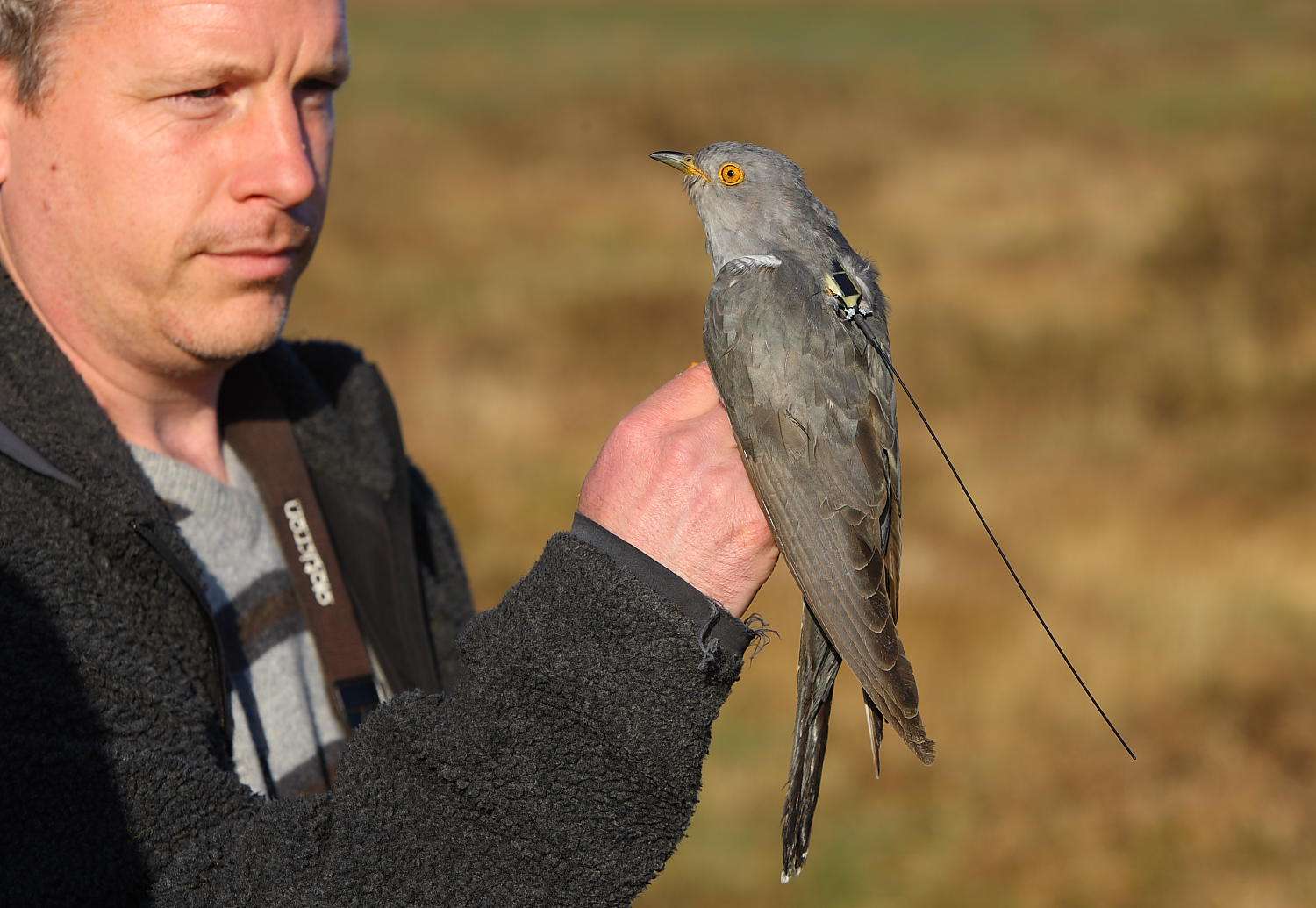 Cuckoo by Charles Tyler at Dartmoor