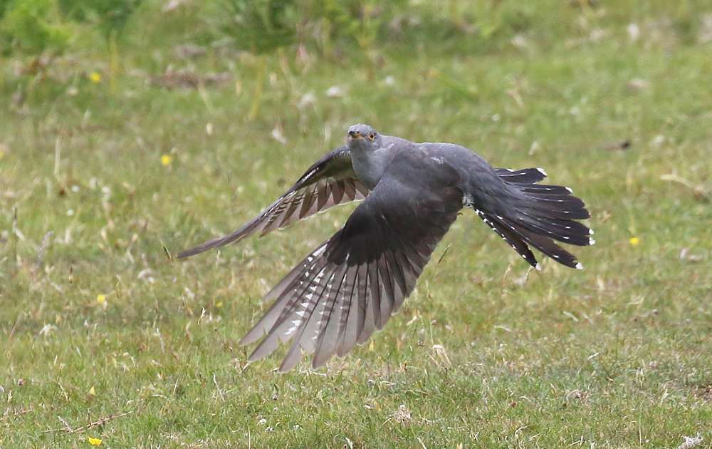 Cuckoo by Christopher Lake at Dartmoor
