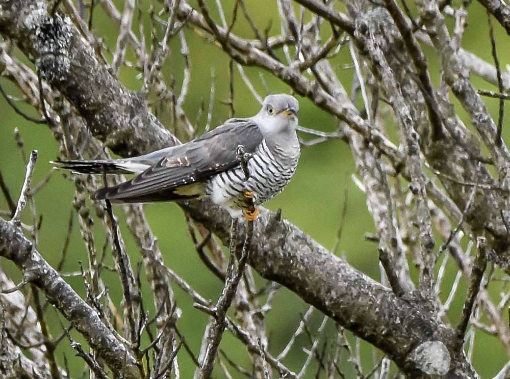 Cuckoo by Dave Easter at Emsworthy Marsh Dartmoor