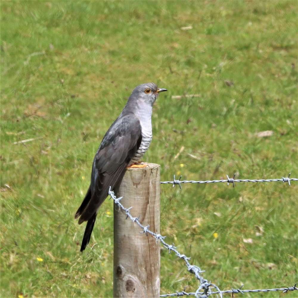 Cuckoo by David Batten at Dartmoor