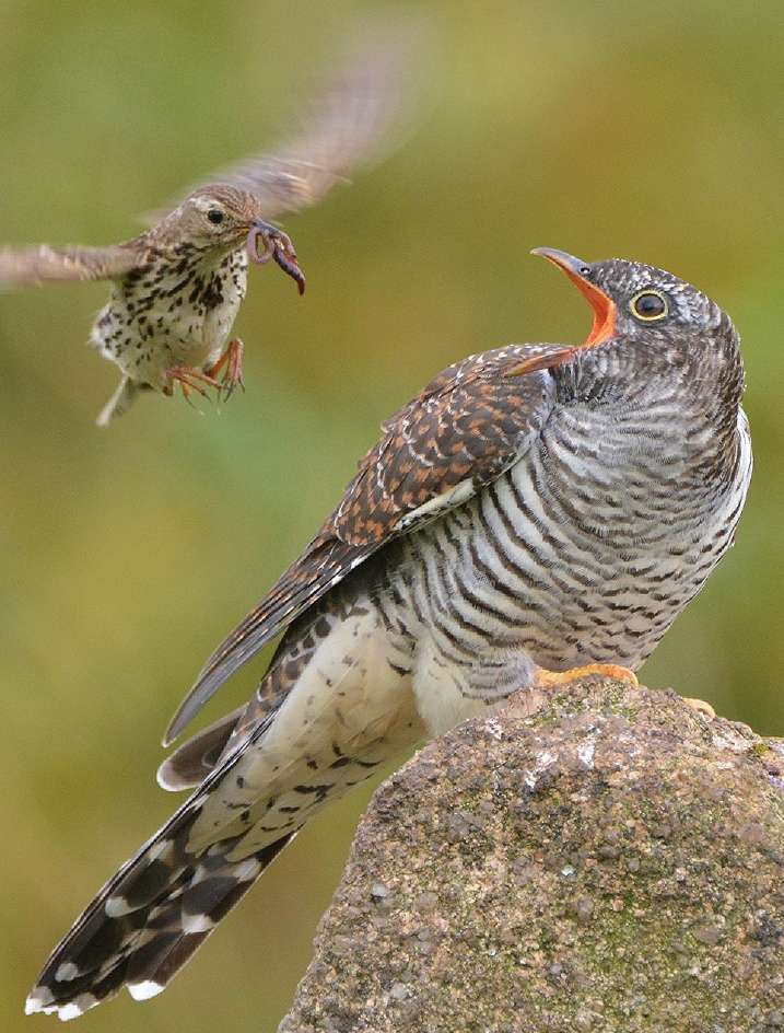 Cuckoo by John Deakins at Dartmoor